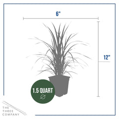 The Three Company detail of roots and soil demonstrating sturdy rootball for easy planting