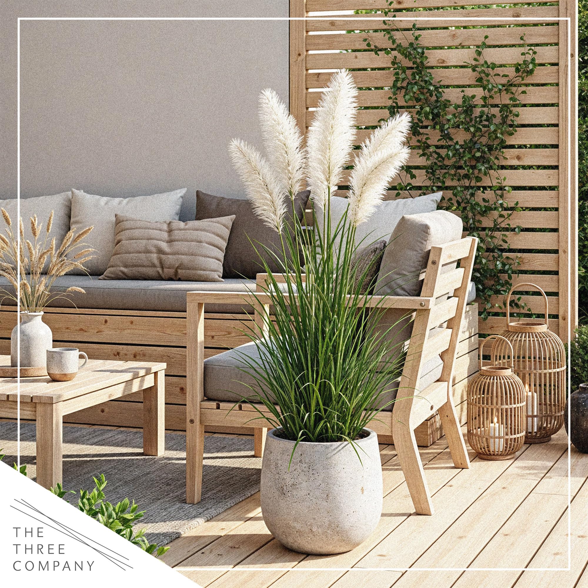 The Three Company pampas grass beside a ruler illustrating size at shipment for confident sizing