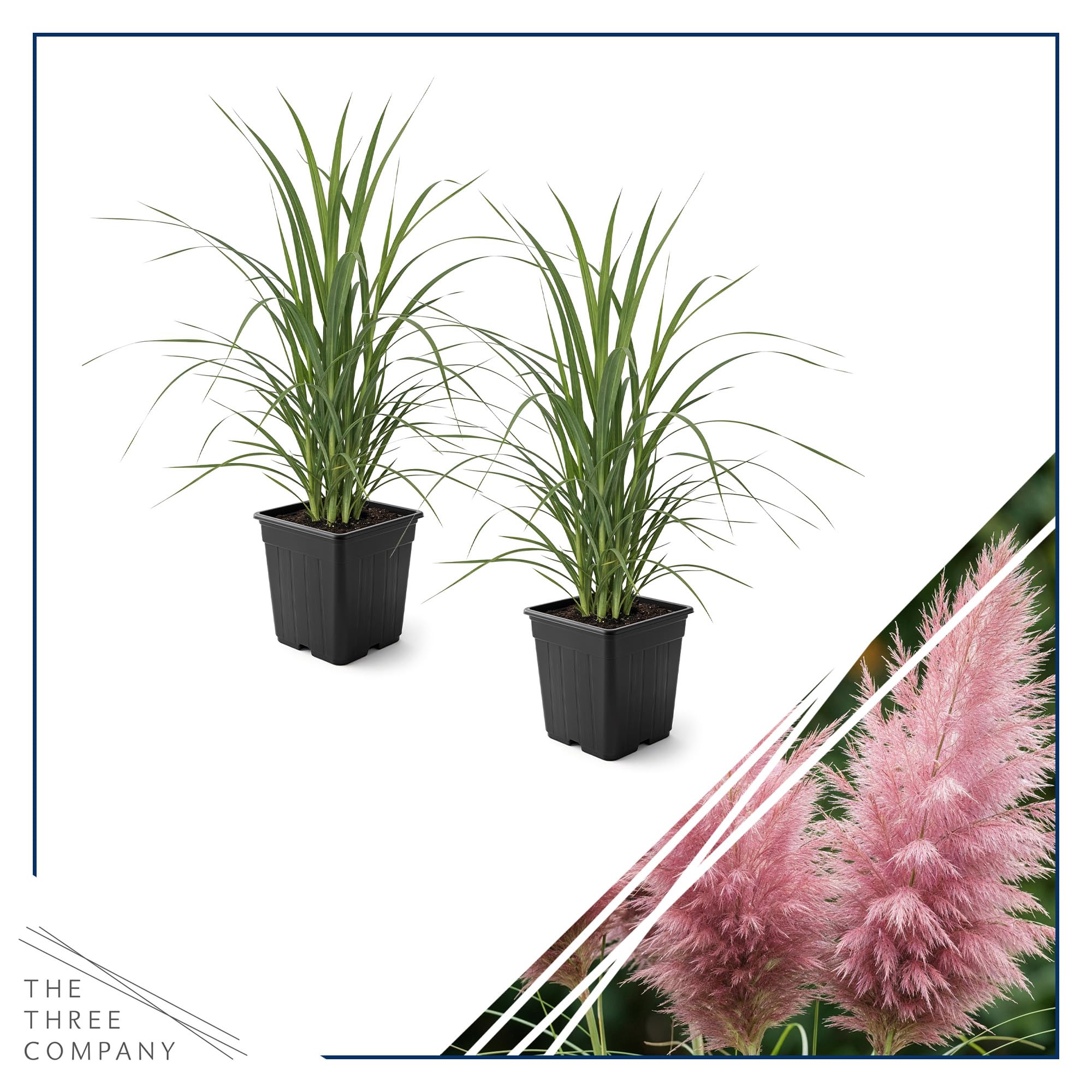 The Three Company 1.5 qt pot and base of pampas grass showing root-ready condition for transplanting