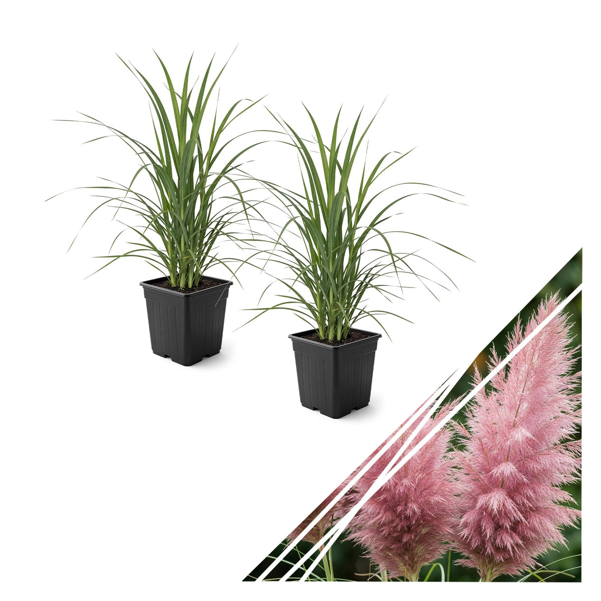 The Three Company pink pampas grass front view showing healthy foliage and shape for quick planting