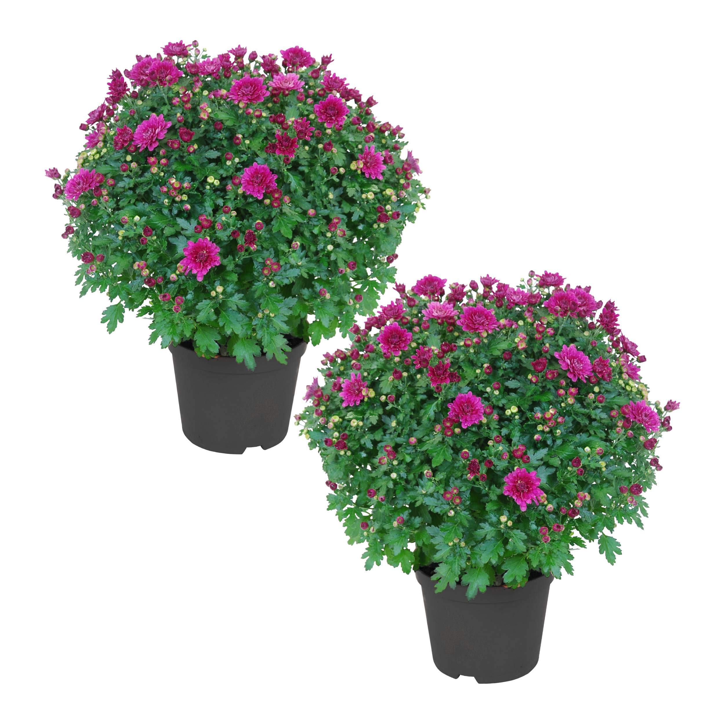 The Three Company front view of purple chrysanthemum showing full blooms and vibrant color