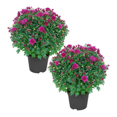 The Three Company front view of purple chrysanthemum showing full blooms and vibrant color