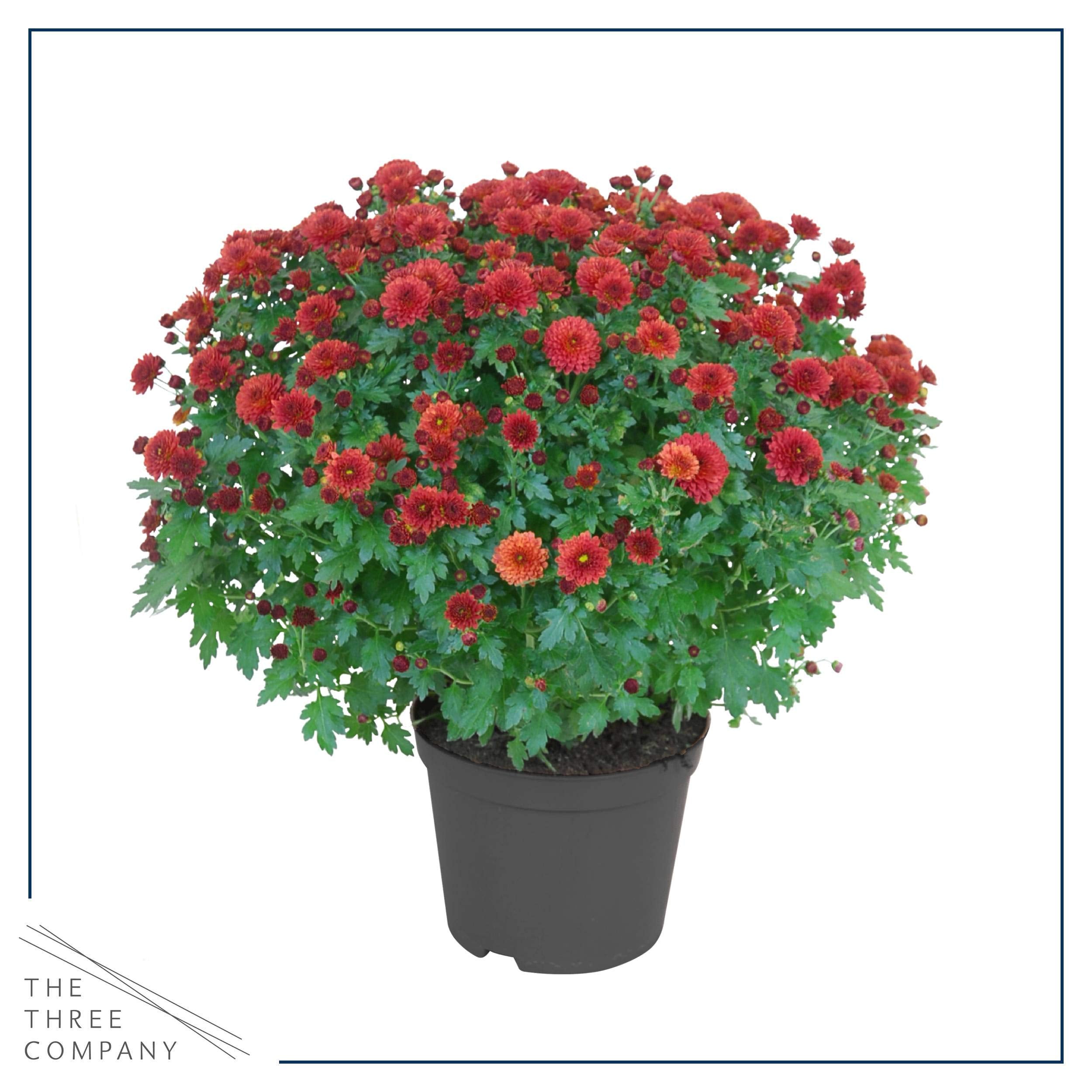The Three Company red chrysanthemum in 3-quart pot with label showing greenhouse-grown quality and readiness