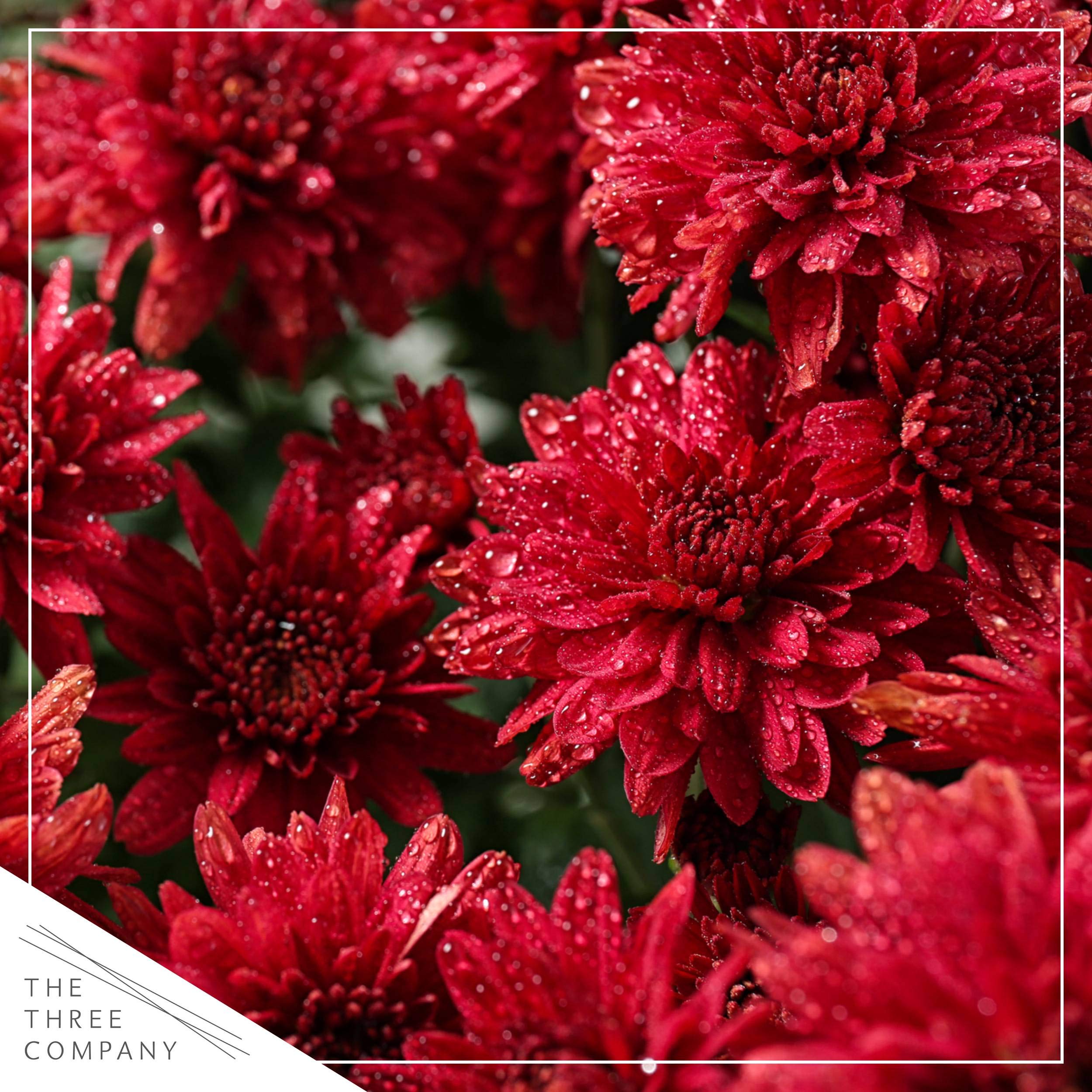 The Three Company red chrysanthemum close-up of flower texture highlighting rich petals and visual interest