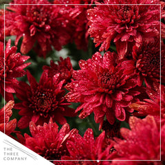 The Three Company red chrysanthemum close-up of flower texture highlighting rich petals and visual interest