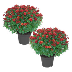 The Three Company red chrysanthemum front view showing vibrant fall color and instant curb appeal