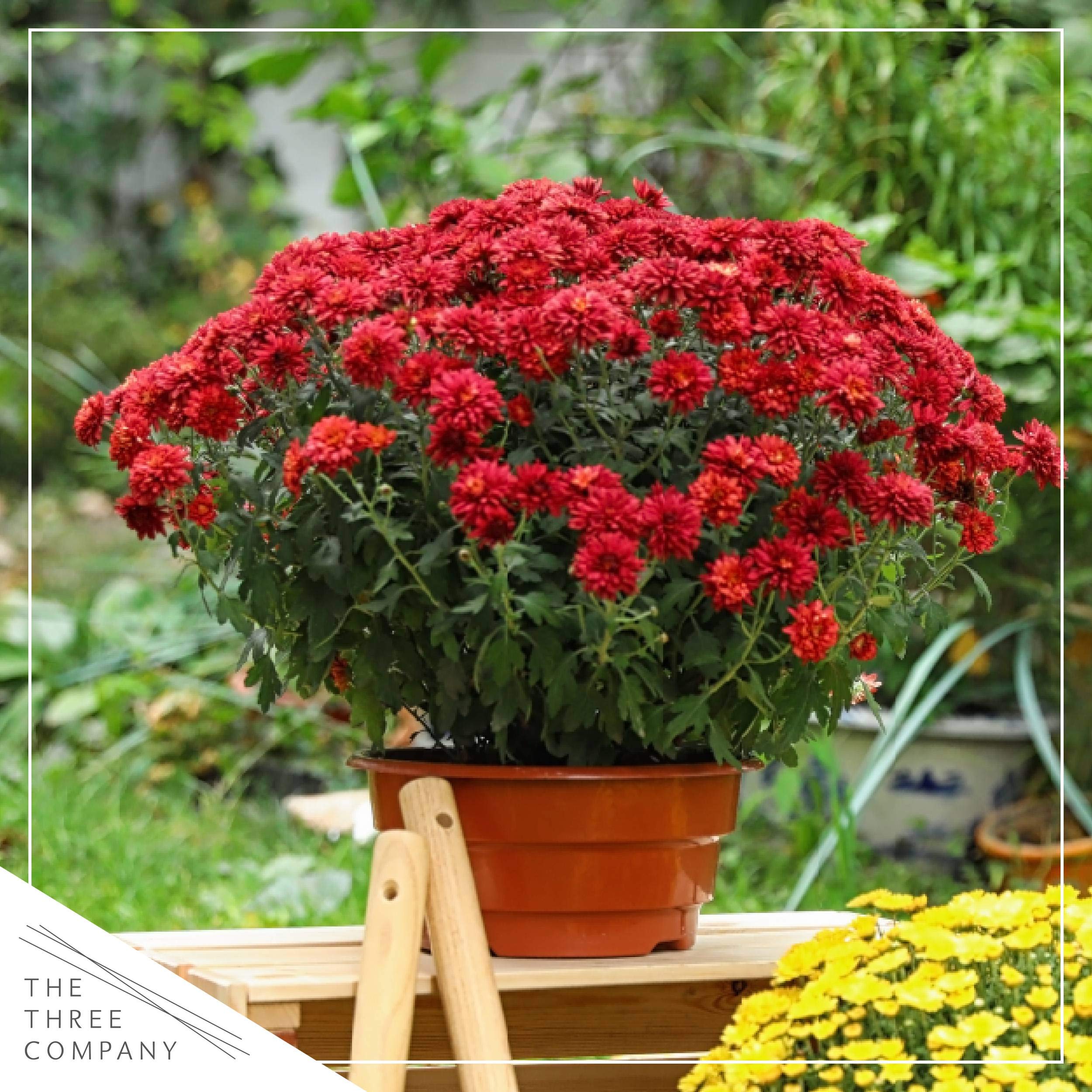 The Three Company red chrysanthemum planted along a landscape edge adding long-lasting autumn blooms