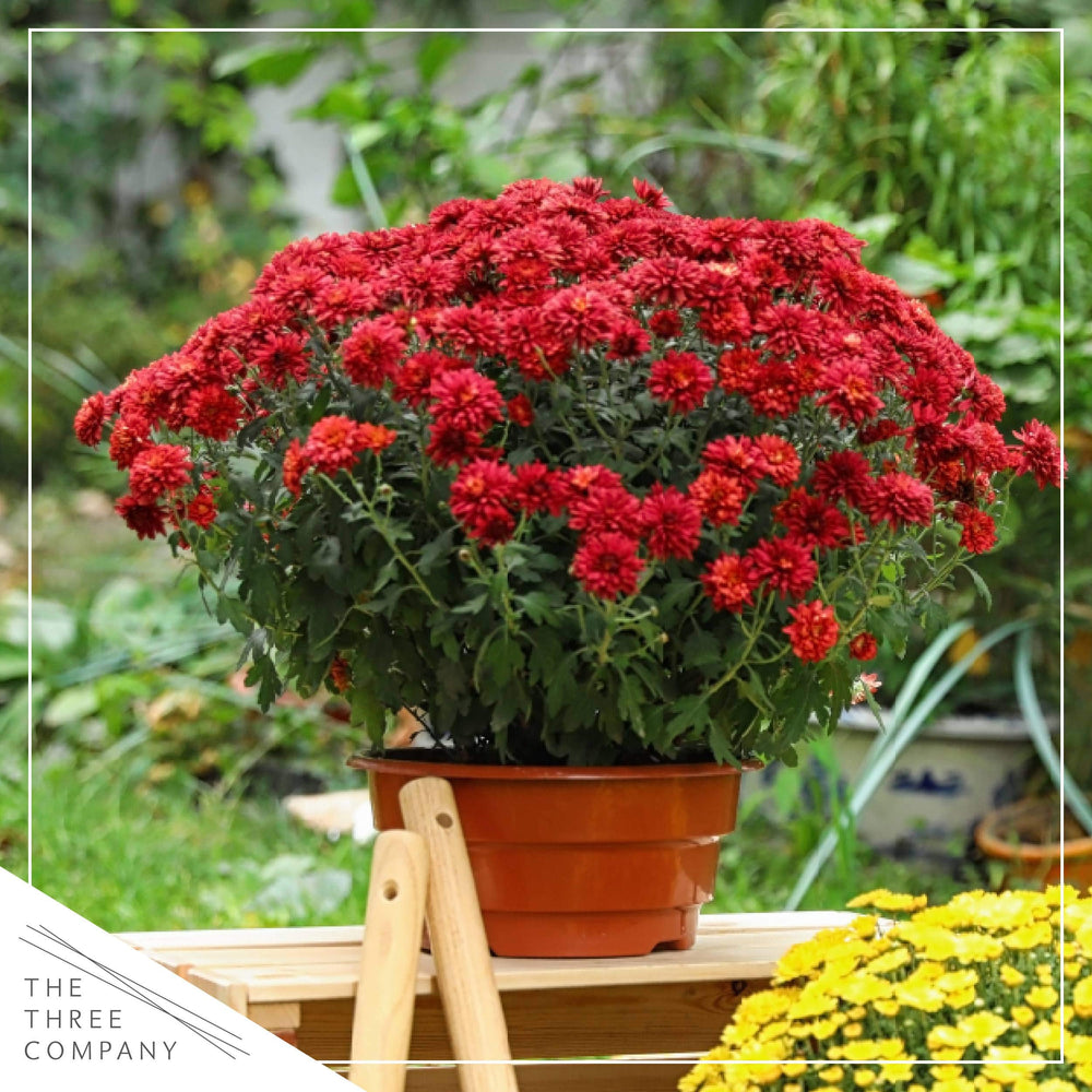 The Three Company red chrysanthemum planted along a landscape edge adding long-lasting autumn blooms