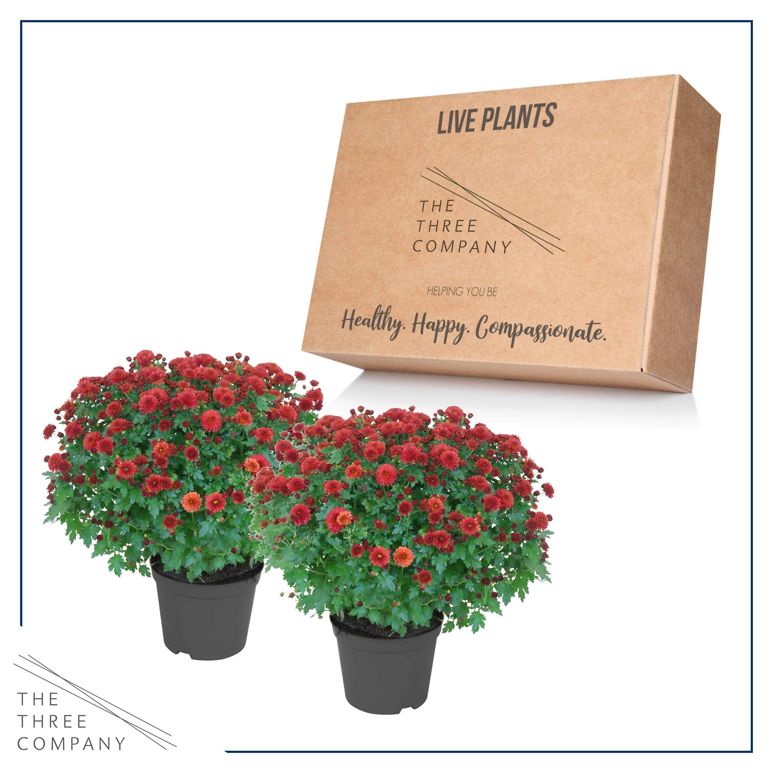 The Three Company red chrysanthemum beside a hand for scale showing compact size and planting convenience