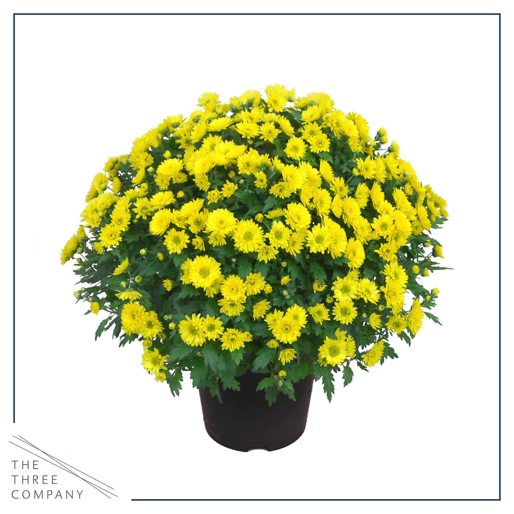 The Three Company side profile of two 3-qt pots displaying full rounded plant habit