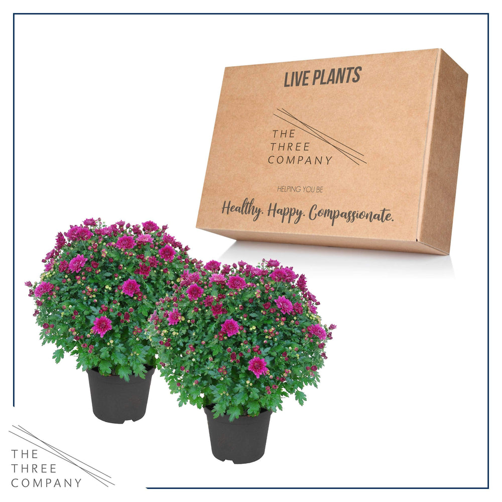 The Three Company two chrysanthemum plants in a garden border creating fall impact