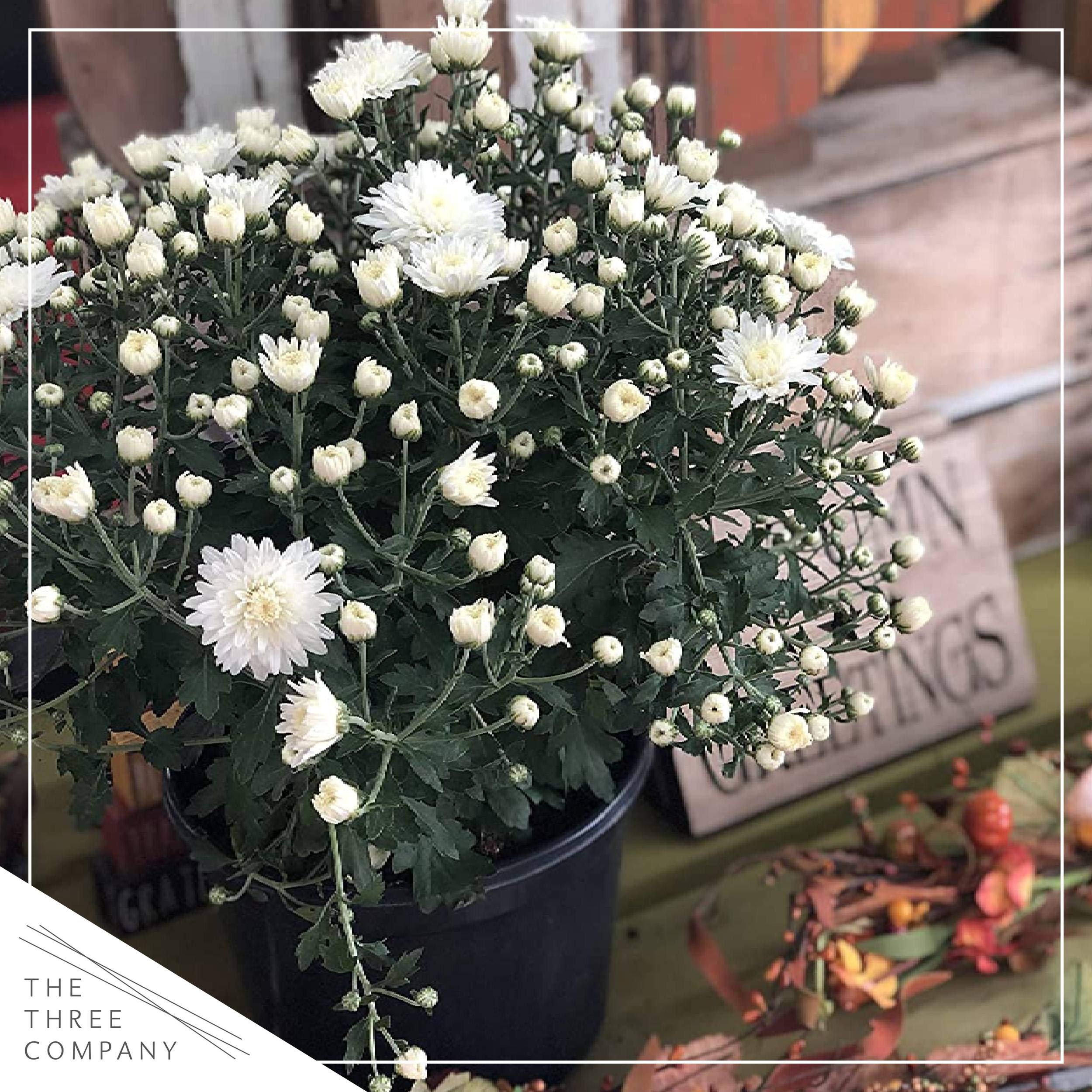 The Three Company 3 qt pot with label showing plant origin and easy-care benefit