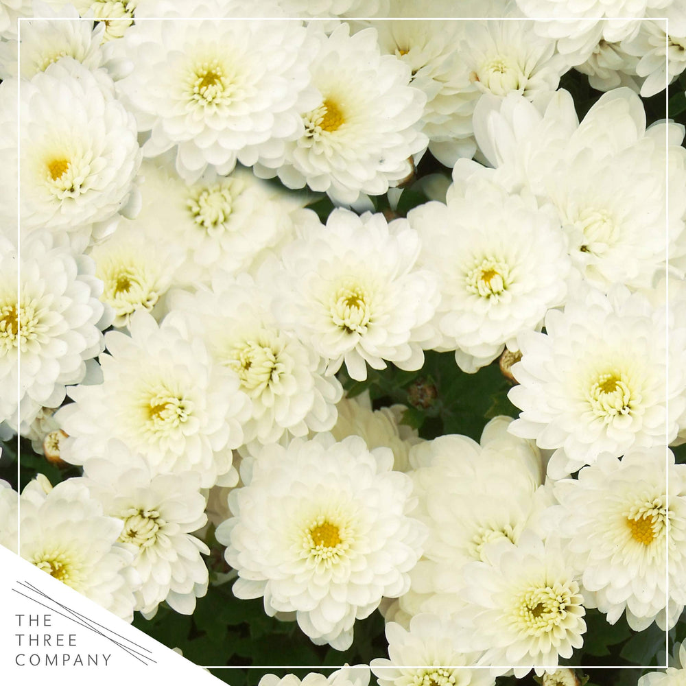 The Three Company white mum bloom close-up highlighting petal detail and bright color