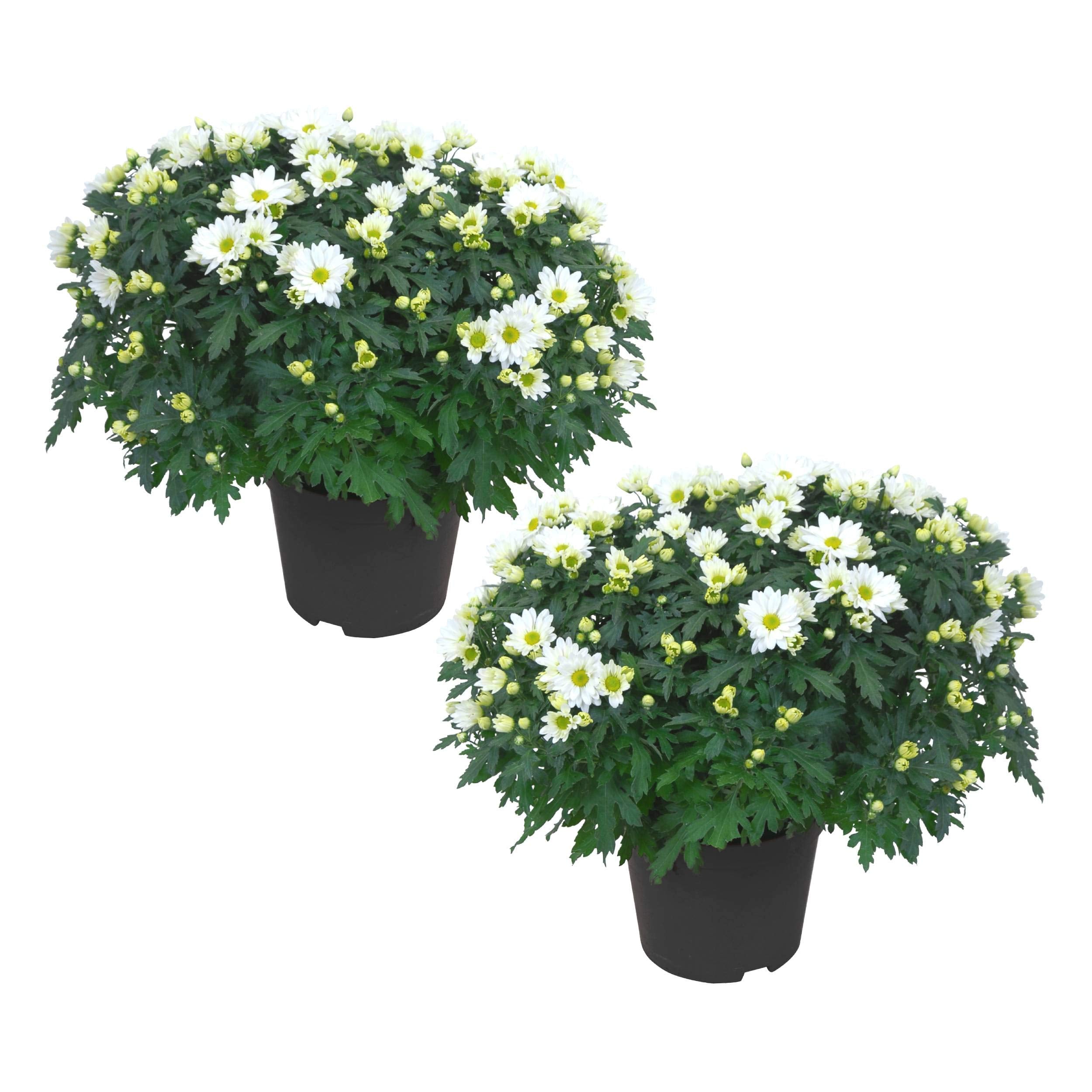 The Three Company white mums front view showing compact flowering for instant decor