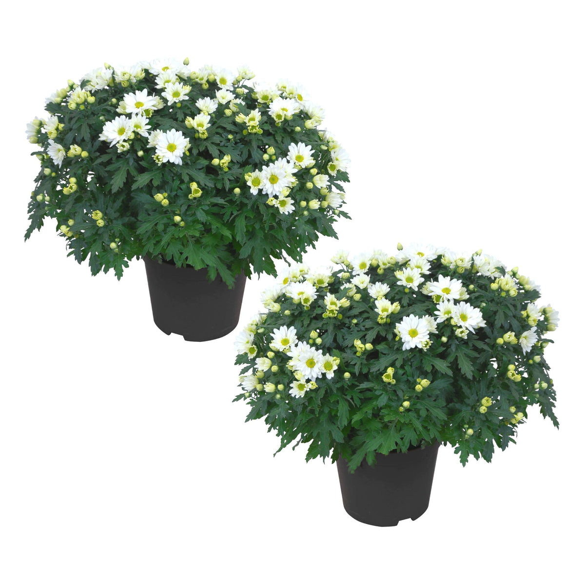 The Three Company white mums front view showing compact flowering for instant decor