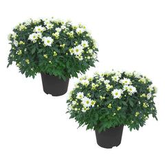 The Three Company white mums front view showing compact flowering for instant decor