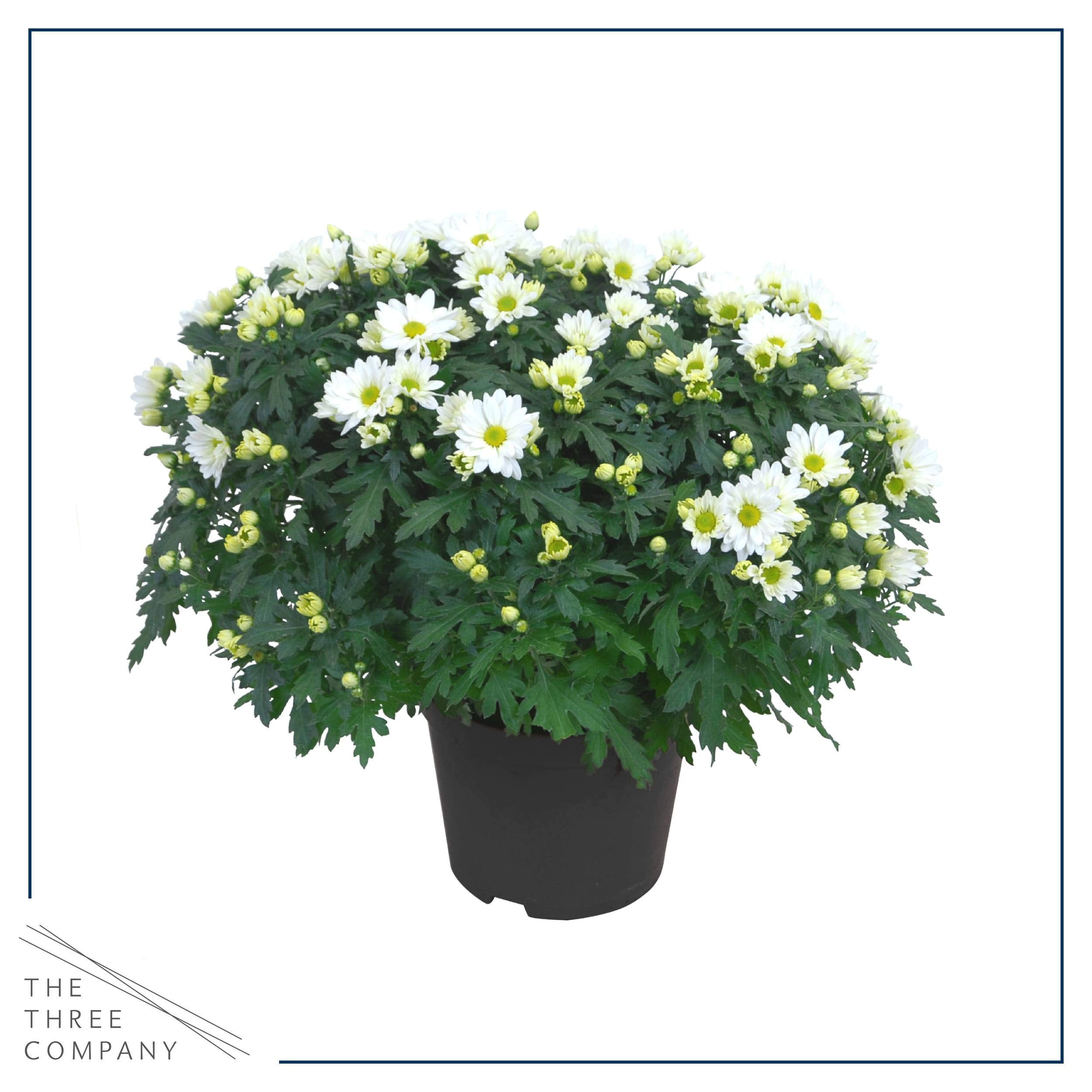 The Three Company mums leaf texture close-up showing healthy foliage for lasting display