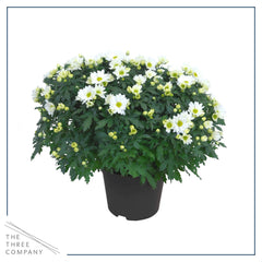 The Three Company mums leaf texture close-up showing healthy foliage for lasting display