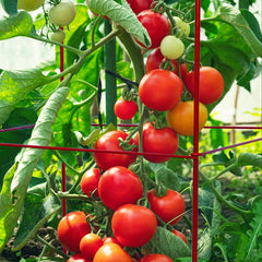 Thealyn cage surrounding a tomato plant providing upright support for fruiting