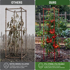 Thealyn cage in garden supporting tomato plant for easier harvesting