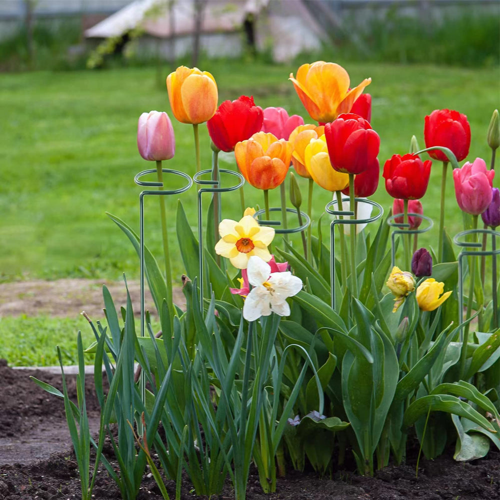 Thealyn in a garden bed stabilizing rows of cut-flowers for tidy growth