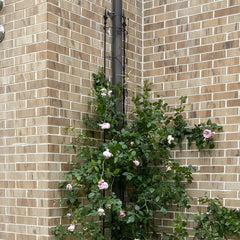 Thealyn trellis wrapped around outdoor pipe disguising plumbing with greenery