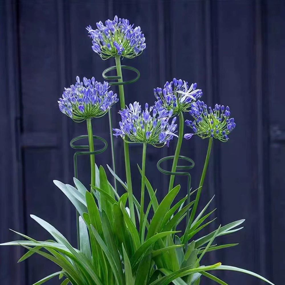 Thealyn single-stem hoop supporting a lily bloom to prevent flop and damage