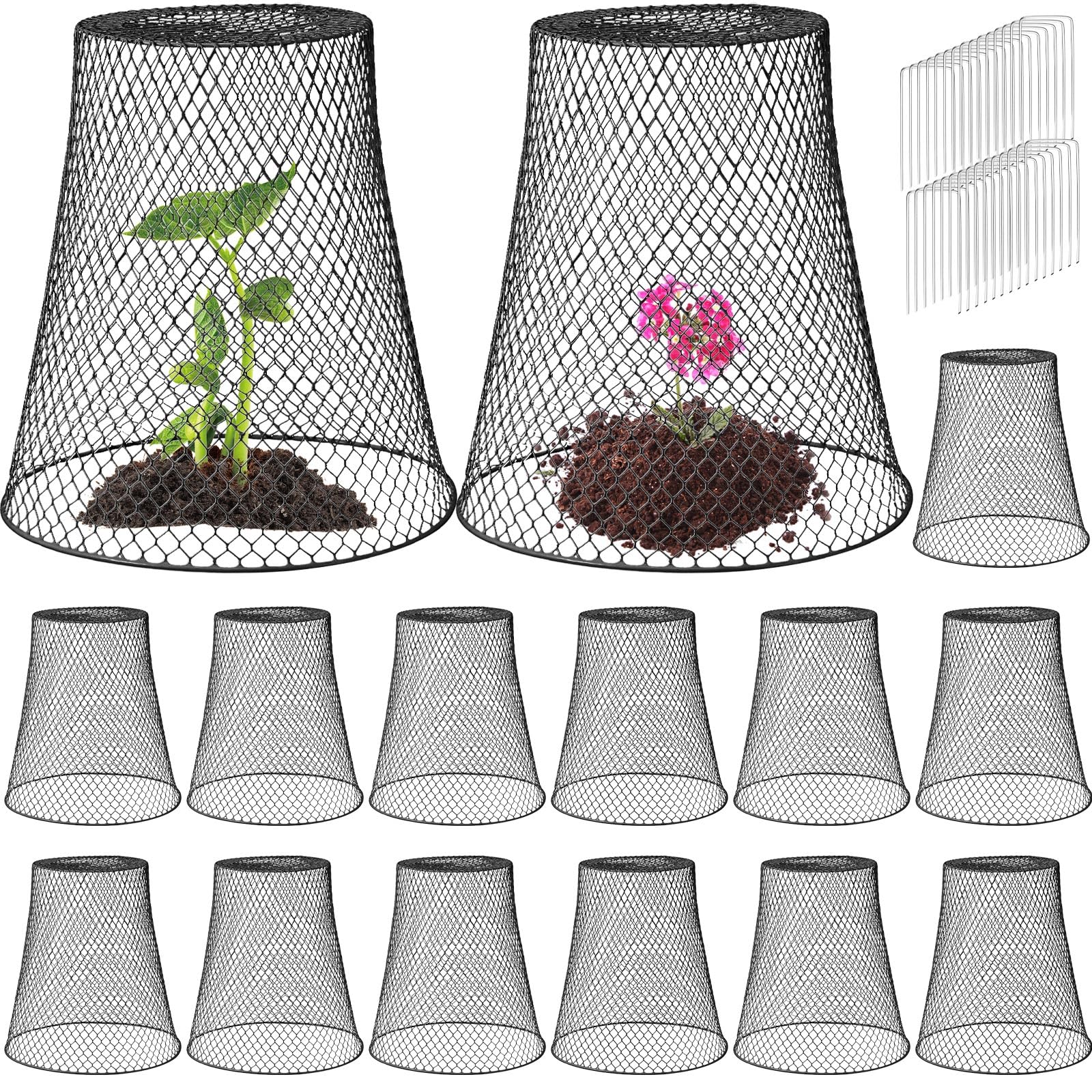 Therwen front view of black metal cloche protecting young plants, clear protection