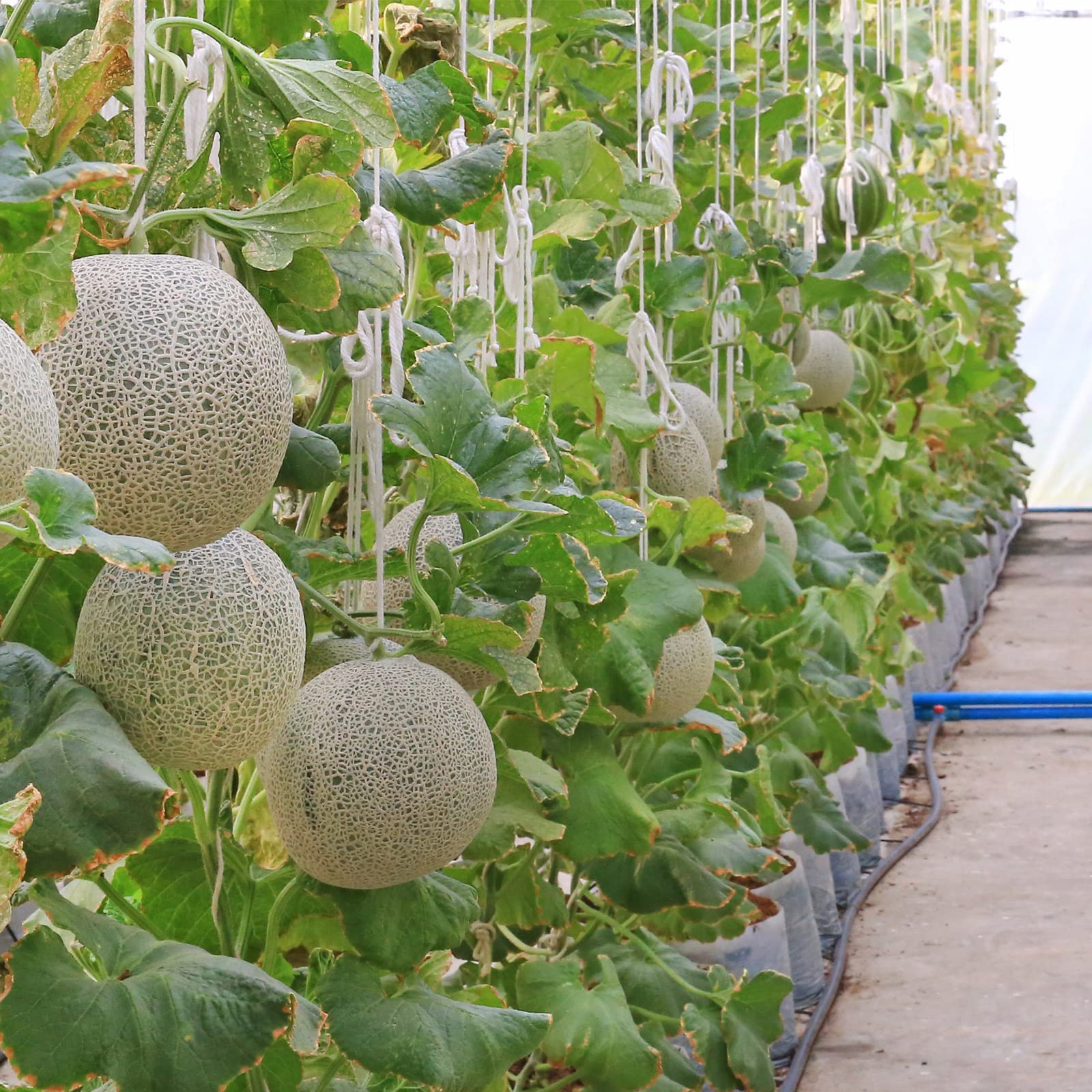 Therwen kit installed in greenhouse showing organized vines and easier harvesting