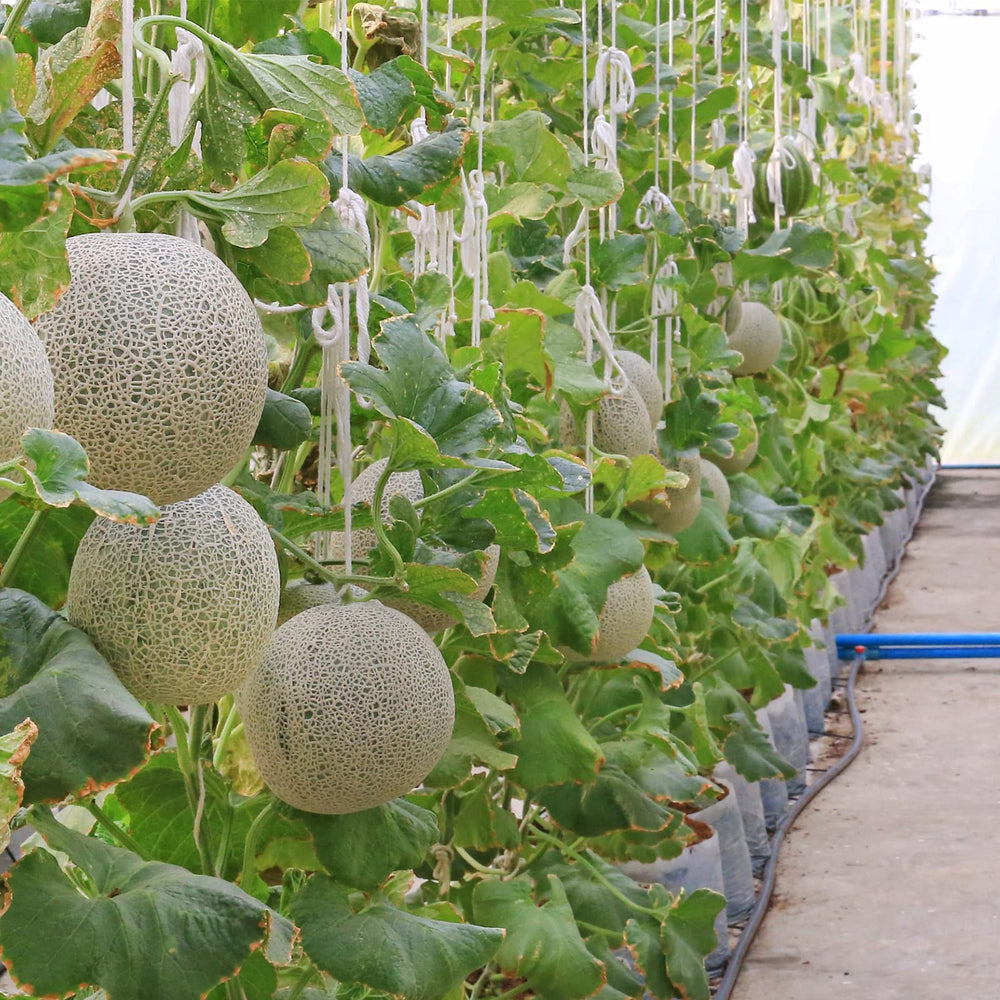 Therwen kit installed in greenhouse showing organized vines and easier harvesting