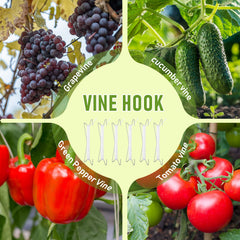 Therwen hooks in use on a tomato vine demonstrating reduced stem stress and benefit
