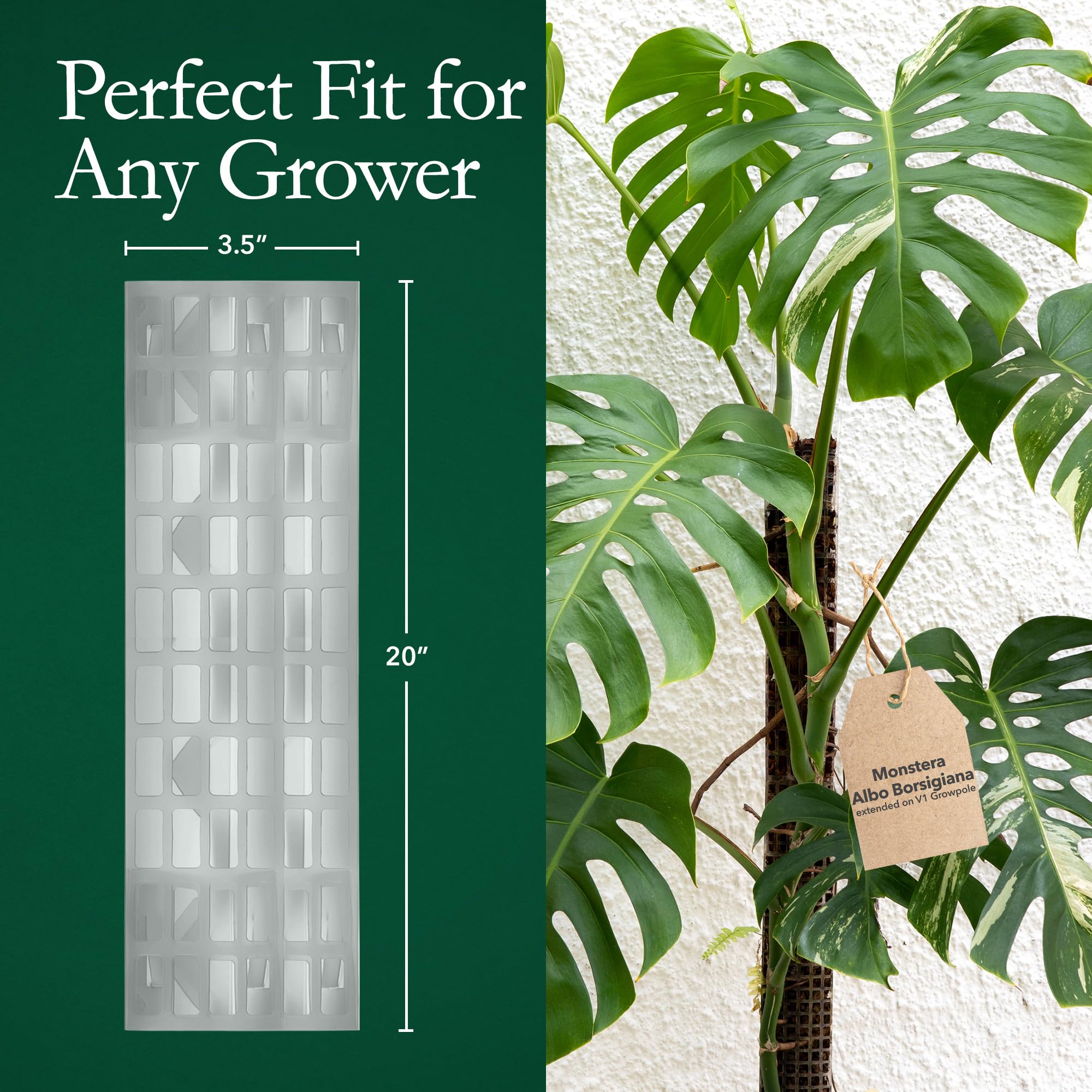 THICCLY pole installed in pot supporting Monstera for upright vertical growth