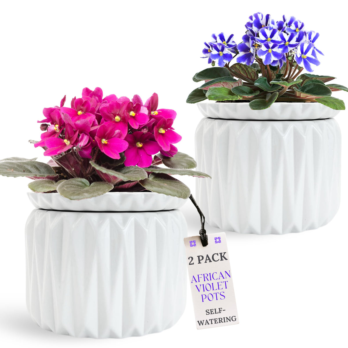 Thriving Thicket front view of white ceramic pot showing elegant finish and stable base