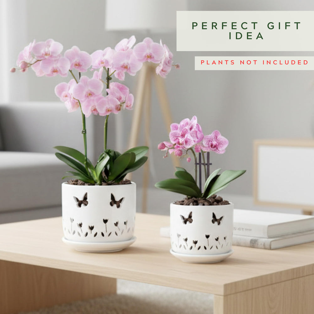 Thriving Thicket pots staged on windowsill showing decorative indoor display