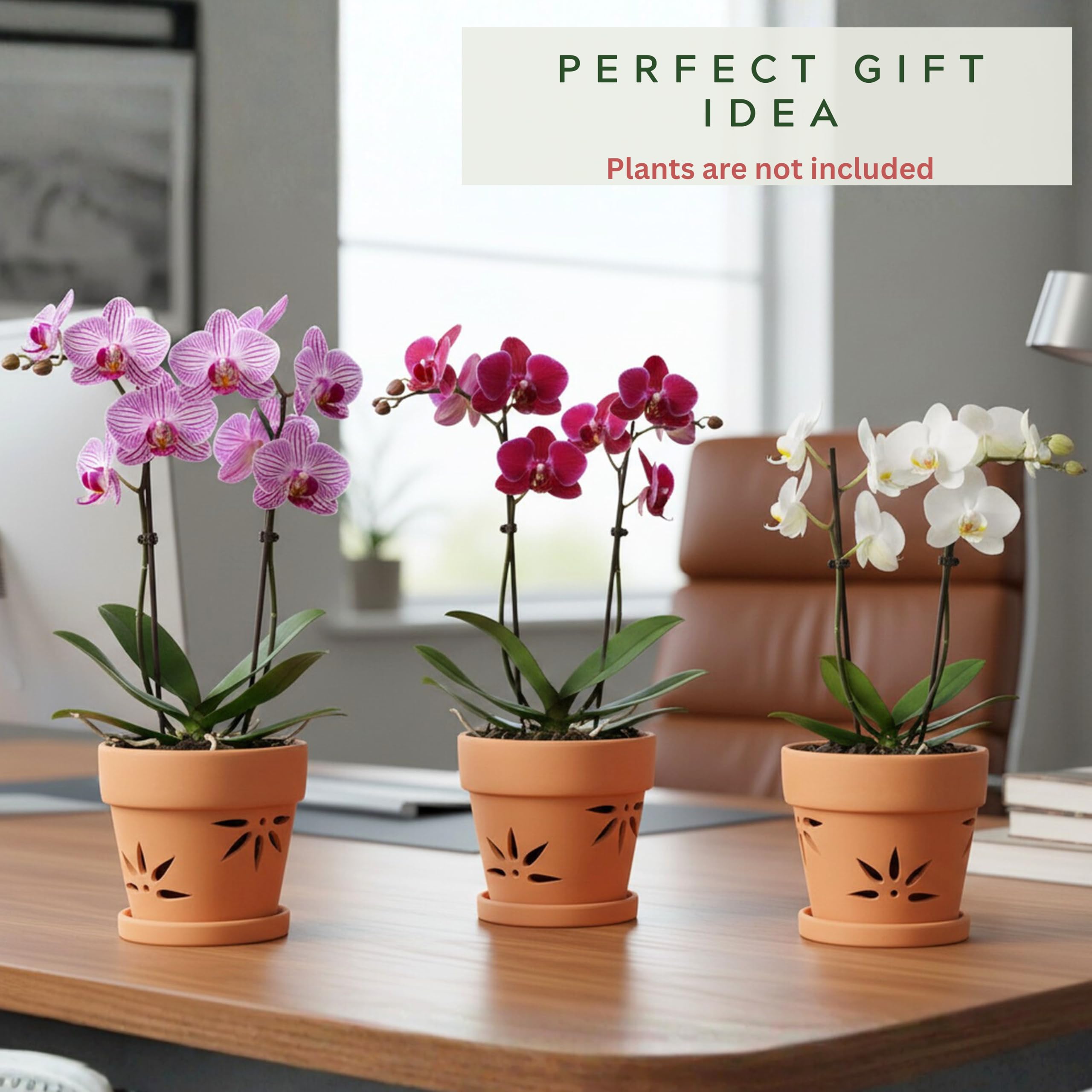 Thriving Thicket ceramic pot in use with phalaenopsis showing healthy display and support