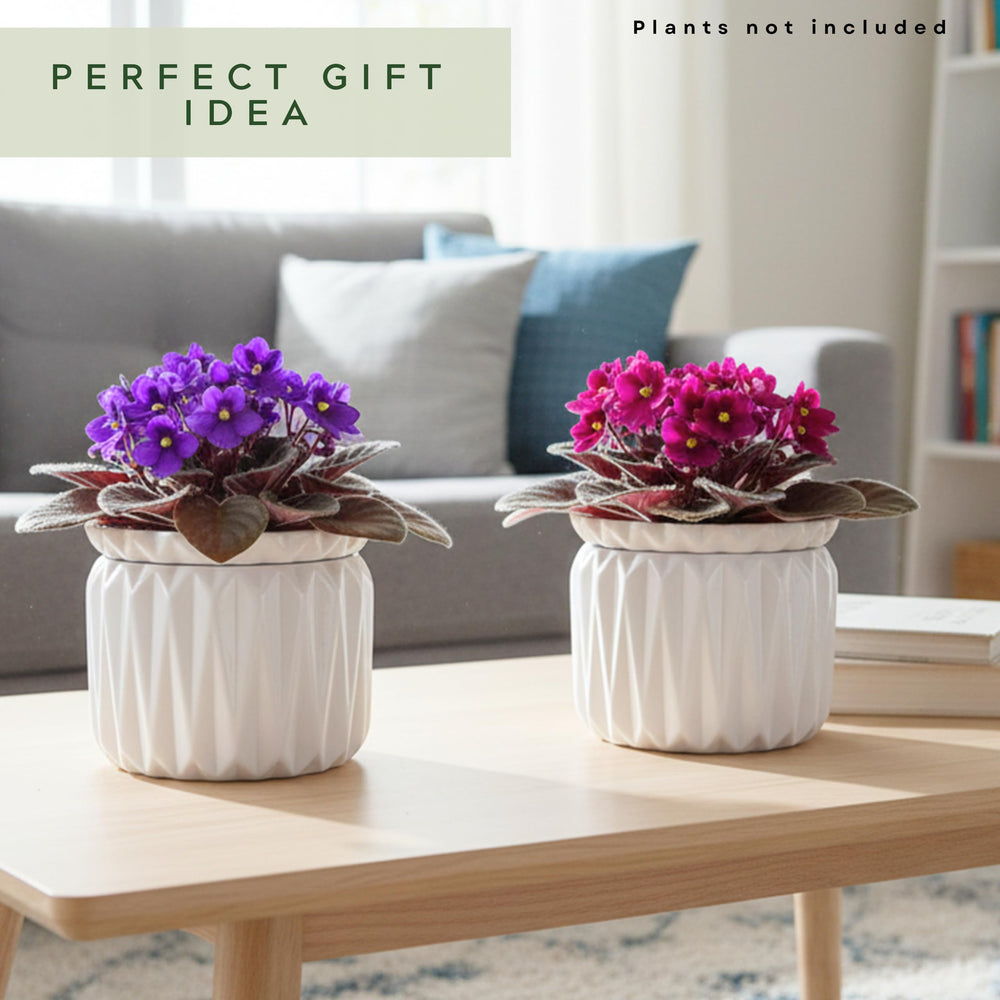 Thriving Thicket pot next to coin for scale showing compact size and gift-ready appeal