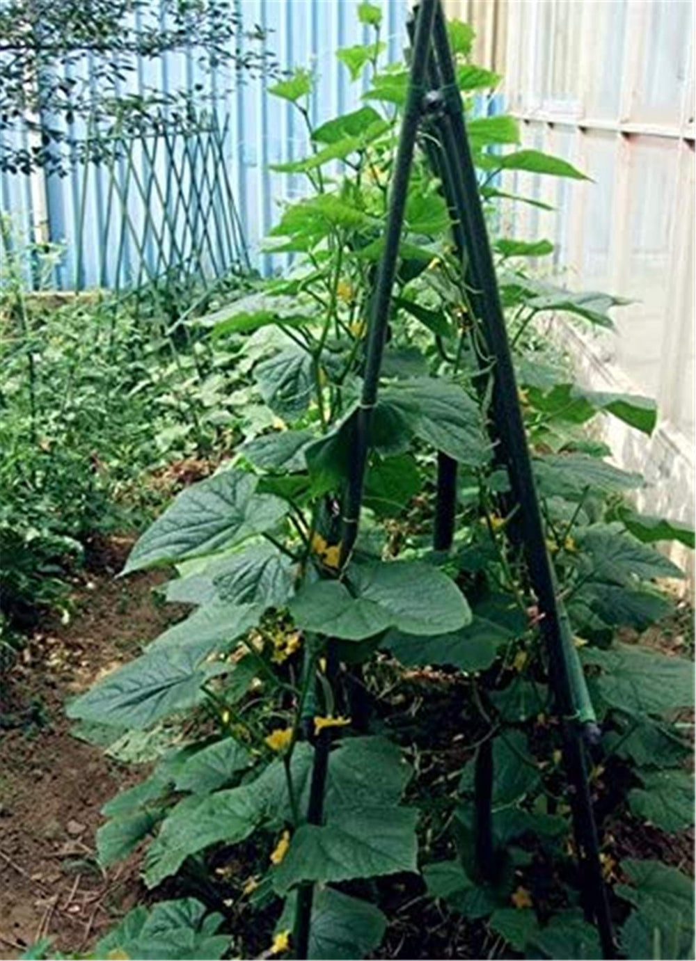Tingyuan stakes installed in garden row showing tidy supported plants