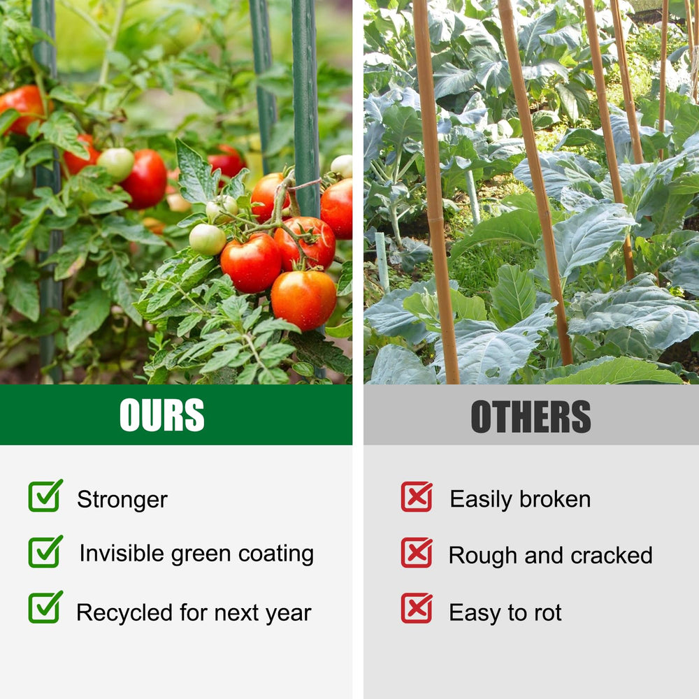 Tingyuan stakes supporting tomato plants for healthier upright growth