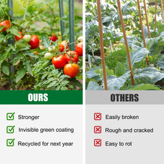 Tingyuan stakes supporting tomato plants for healthier upright growth