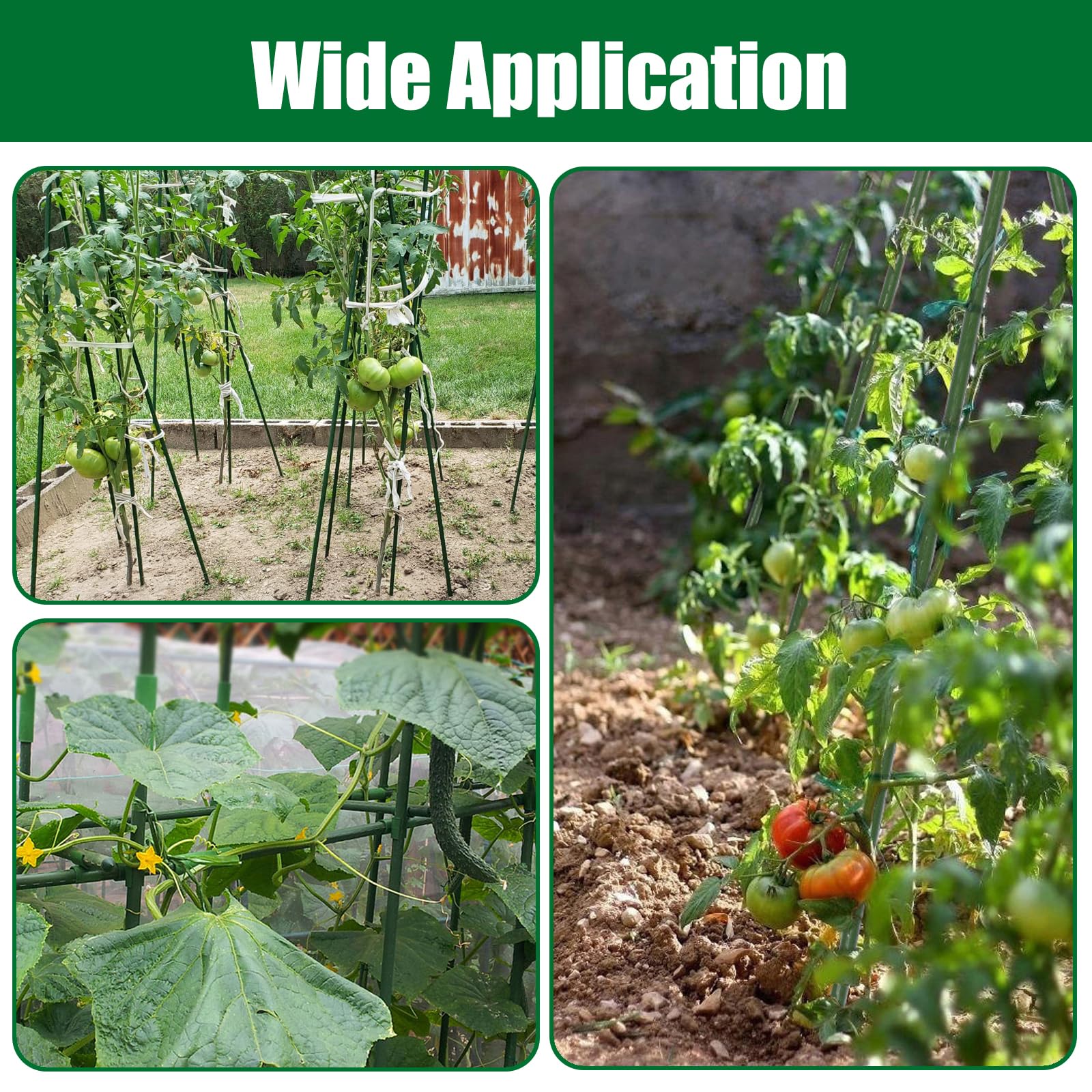 Tingyuan stakes beside ruler showing 55-inch length for tall plants