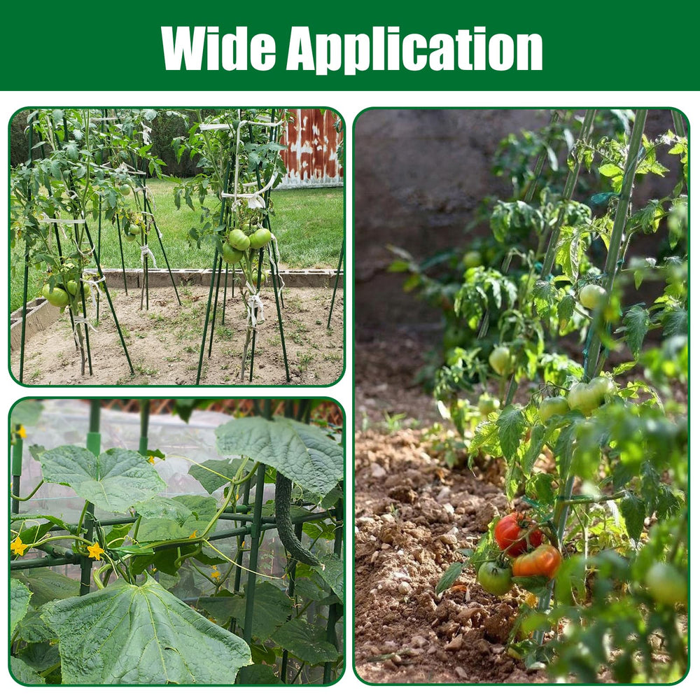 Tingyuan stakes beside ruler showing 55-inch length for tall plants