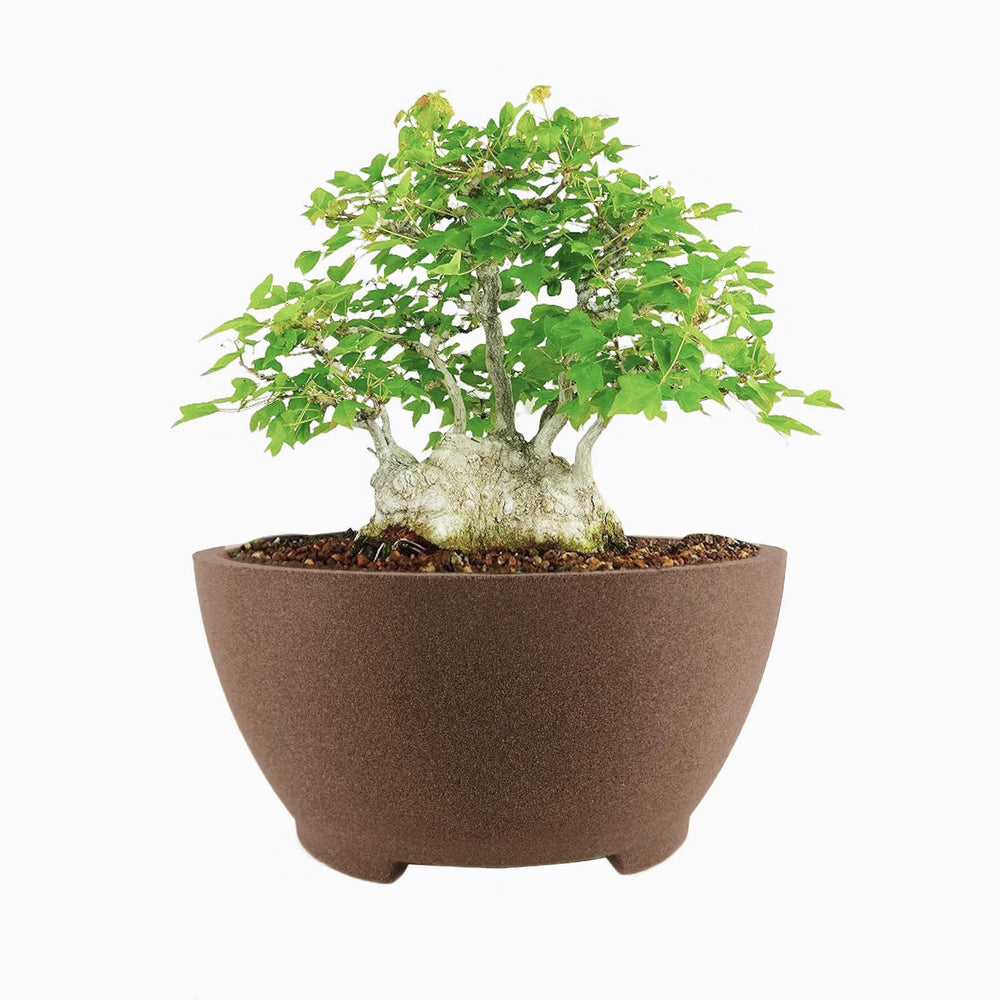 TINYVISTA front view of brown unglazed bonsai pot showing clean square profile and finish