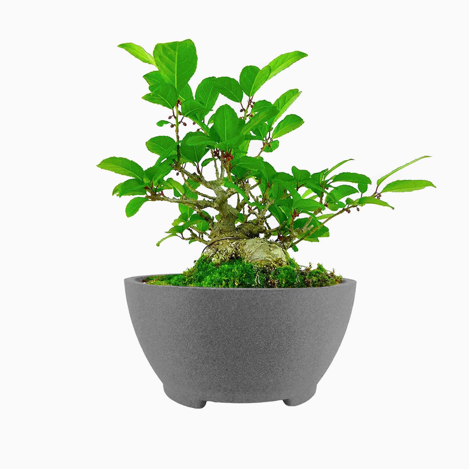 TINYVISTA front view of gray bonsai pot showing clean lines and balance
