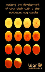 Titan Incubators in use with egg on cradle demonstrating easy single-hand candling