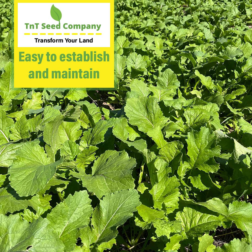 TnT Seed Company tillage radish bulb close-up with late-season food benefit