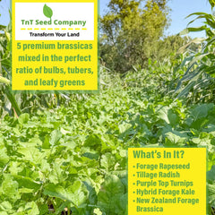 TnT Seed Company seed close-up texture highlighting uniform quality
