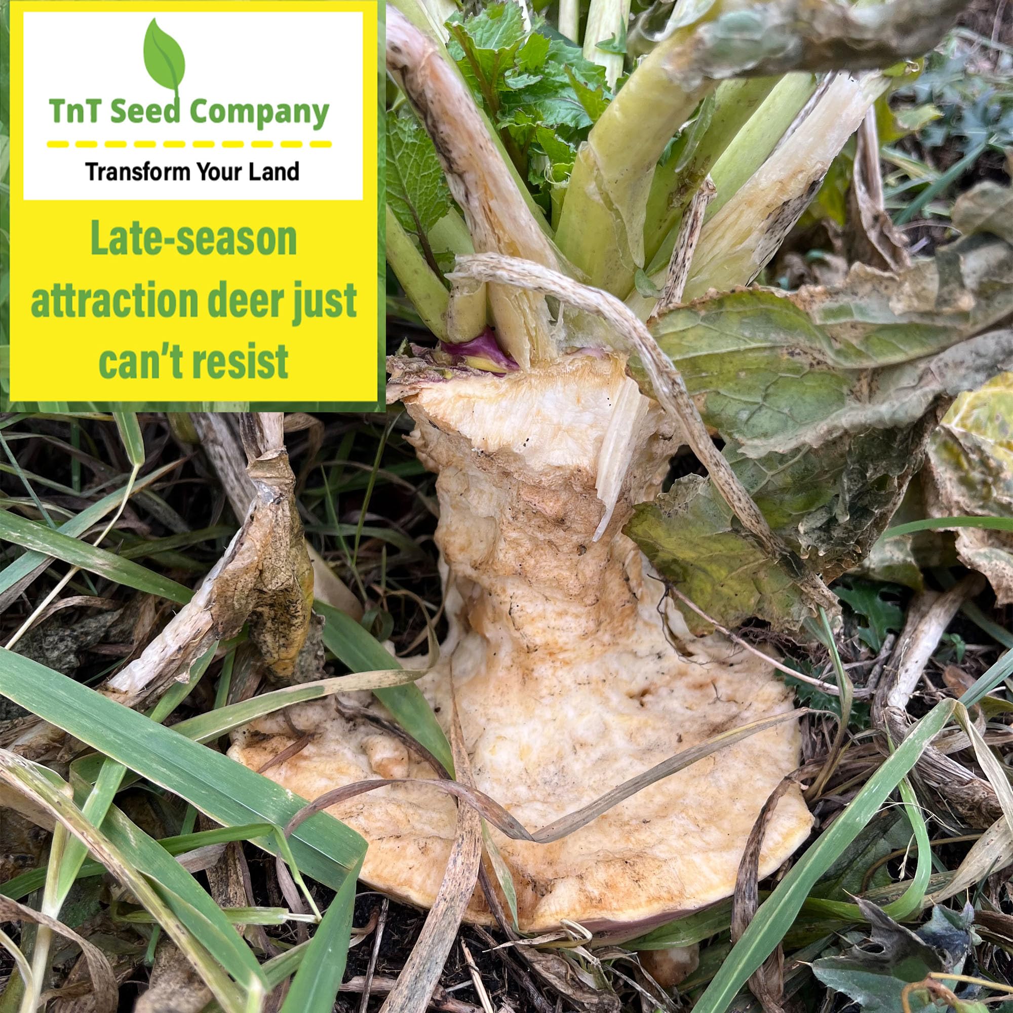 TnT Seed Company jug beside measuring tape showing 1/2 acre coverage