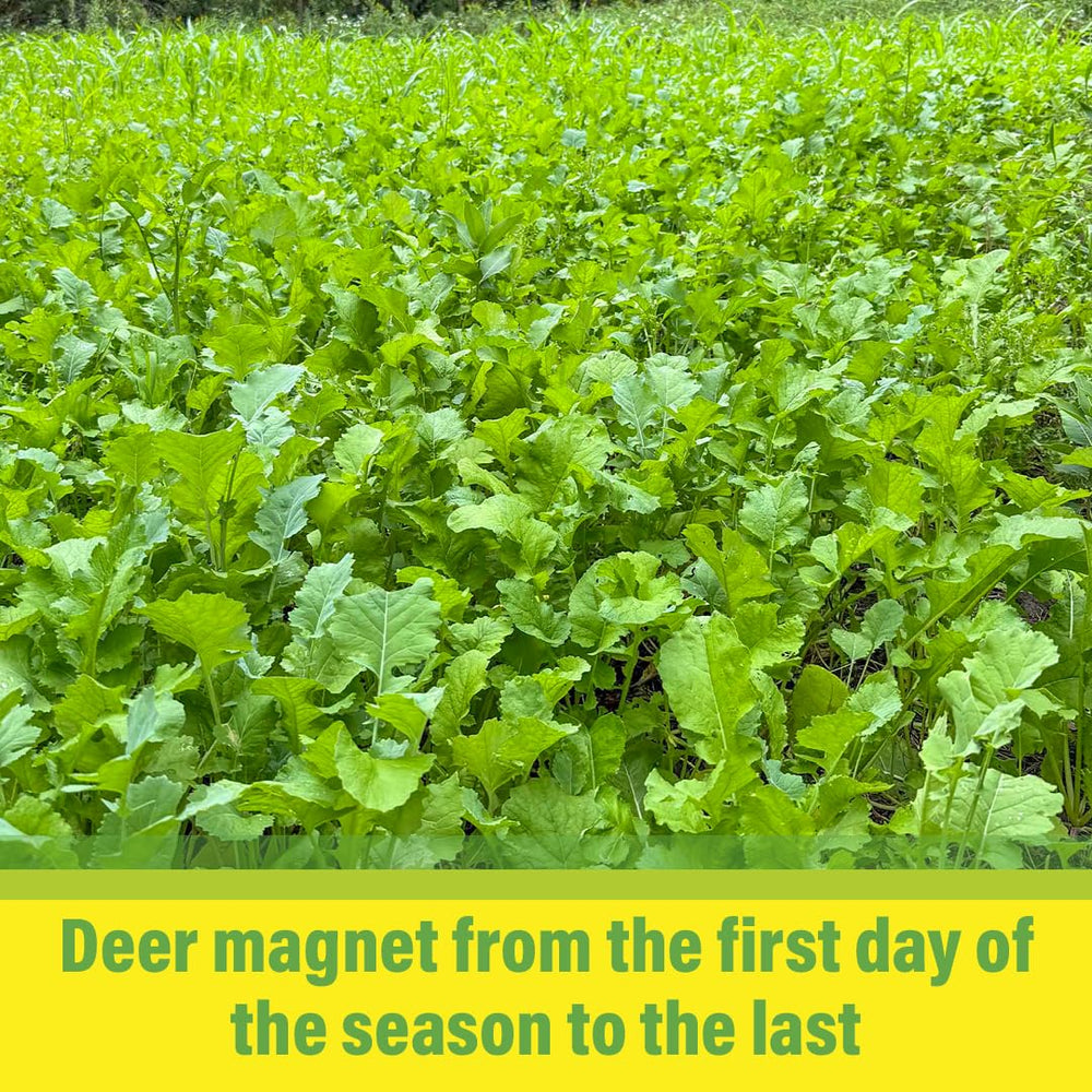 TnT Seed Company wildlife feeding in plot demonstrating attraction