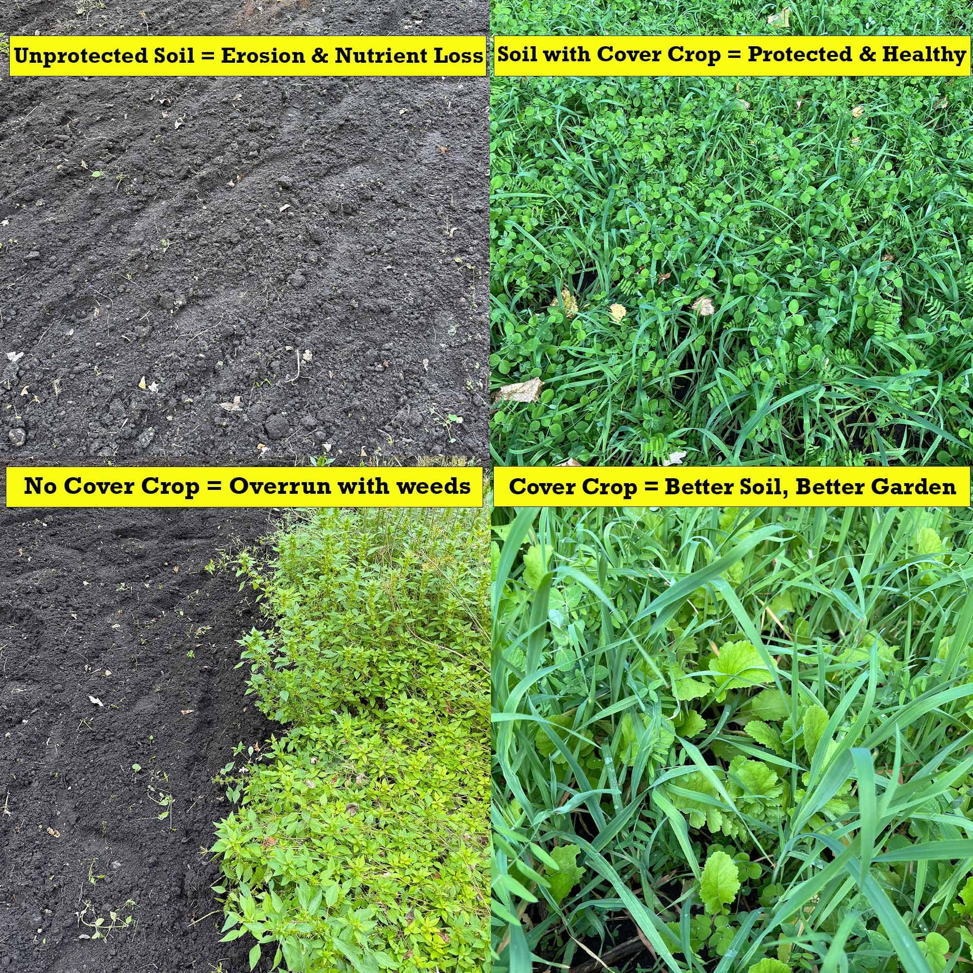 TnT Seed Company oats tall growth demonstrating rapid canopy and weed shading