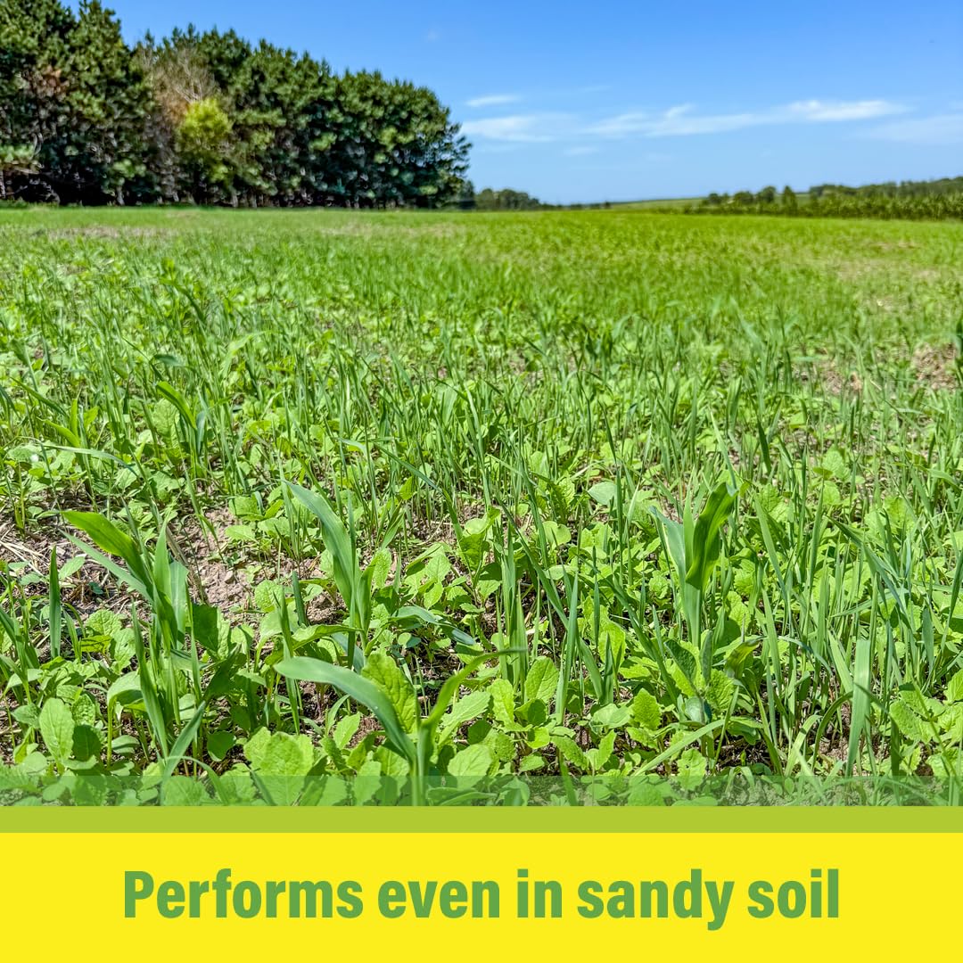 TnT Seed Company kale and winter peas close-up illustrating diverse forage